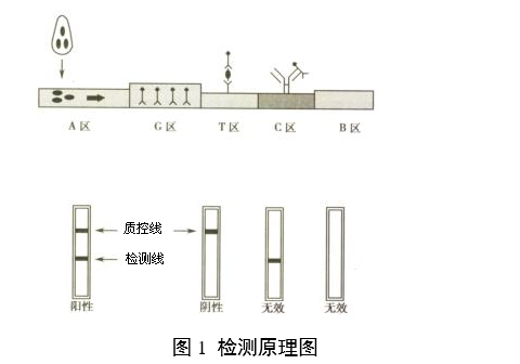 人絨毛膜促性腺激素檢測(cè)試劑(膠體金免疫層析法)注冊(cè)審查指導(dǎo)原則(2024年修訂版)(2024年第21號(hào))(圖1) 人絨毛膜促性腺激素檢測(cè)試劑(膠體金免疫層析法)注冊(cè)審查指導(dǎo)原則(2024年修訂版)(2024年第21號(hào))(圖1)