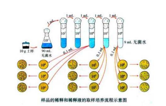 什么是微生物梯度稀釋？微生物梯度稀釋計(jì)算公式