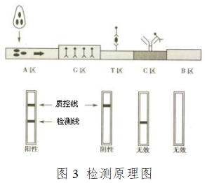 人絨毛膜促性腺激素檢測(cè)試劑(膠體金免疫層析法)注冊(cè)技術(shù)審查指導(dǎo)原則(2016年修訂版)(2016年第28號(hào))(圖9) 人絨毛膜促性腺激素檢測(cè)試劑(膠體金免疫層析法)注冊(cè)技術(shù)審查指導(dǎo)原則(2016年修訂版)(2016年第28號(hào))(圖9)